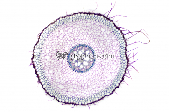 Racine d'Iris - vue d'ensemble CT x12 - gryphea.com